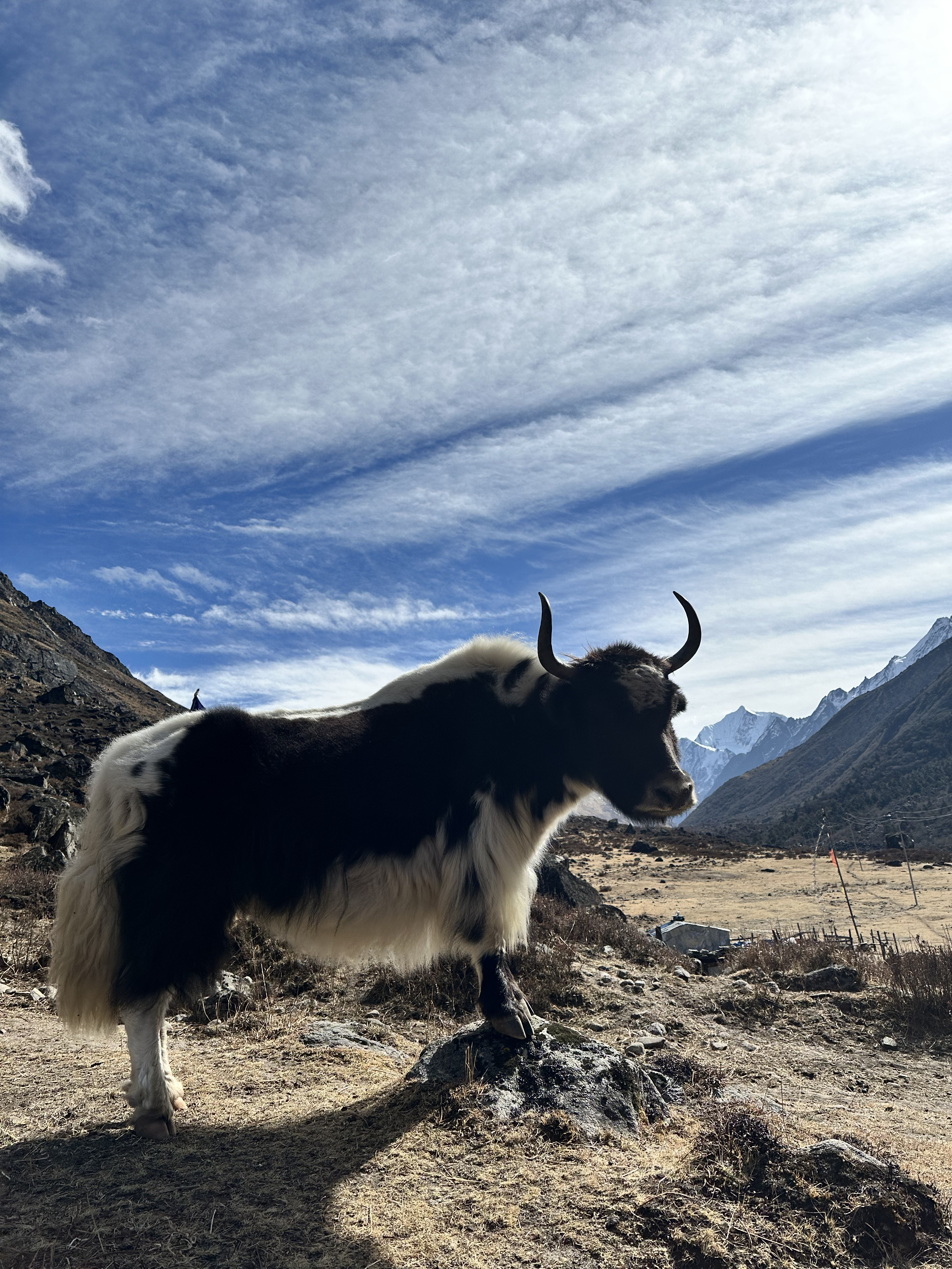 Yak